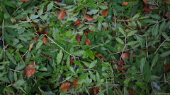 Greuville (Feuilles)