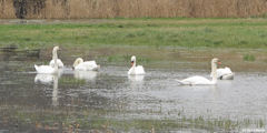 Veulettes sur Mer (Cygnes)
