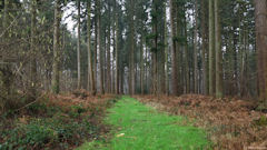 La Chaussée (Allée)