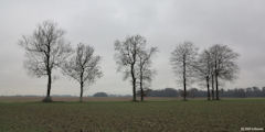 La Chaussée (Arbres)
