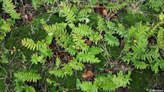 La Chapelle du Bourgay (Polypodes 1)