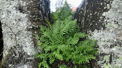 La Chapelle du Bourgay (Polypodes 2)