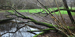 Le Bois-Robert (Arbres)
