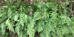 Manneville ès Plains (Polypodes)