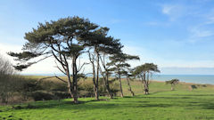 Quiberville (Pins 2)