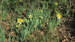 Lintot les Bois (Jonquilles)