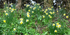 Varengeville sur Mer (Jonquilles)
