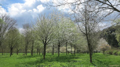 La Bouille (Arbres)