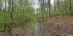 Forêt de la Londe Rouvray (Allée)
