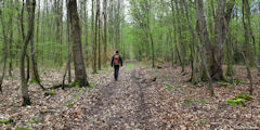 Forêt de la Londe Rouvray (Laie 3)