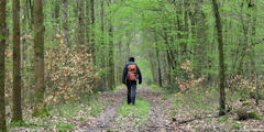 Forêt de la Londe Rouvray (Laie 4)