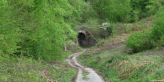 Forêt de la Londe-Rouvray (Route forestière 1)