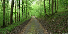 Forêt de la Londe-Rouvray (Route forestière 2)