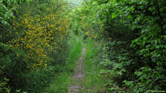 Forêt de la Londe-Rouvray (Allée 1)