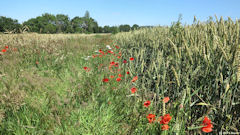 Eu (Coquelicots)