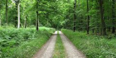 Forêt d'Arques (Route 1)