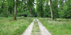 Forêt d'Arques (Route 2)