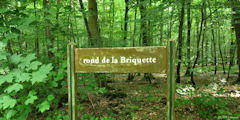 Forêt d'Arques (Panneau)