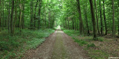 Forêt d'Arques (Route)