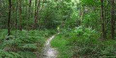 Forêt d'Arques (Sentier)