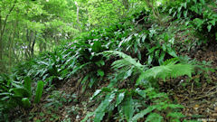 Forêt d'Arques (Scolopendres)