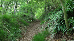 Forêt d'Arques (Sentier)