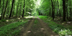 Forêt d'Arques (Route)