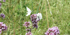 Ancourt (Papillons)