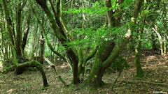 Forêt d'Arques (Arbre)