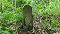 Forêt d'Arques (Borne)