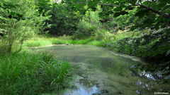 Forêt d'Arques (Porteuse d'Eau, Mare)