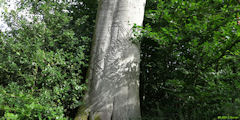 Forêt d'Arques (Porteuse d'Eau, Hêtre)