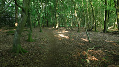 Forêt d'Arques (Sentier)