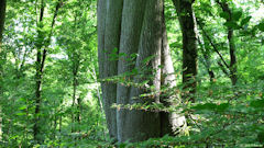 Forêt d'Arques (Tronc 2)