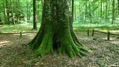 Forêt d'Arques (Montariol, Hêtre 2)