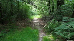 Forêt d'Arques (Sentier 1)