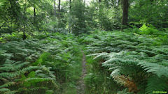 Forêt d'Arques (Sentier 2)
