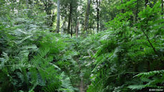 Forêt d'Arques (Sentier 3)