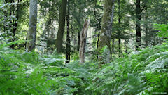 Forêt d'Arques (Sentier 4)