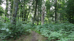 Forêt d'Arques (Sentier 5)