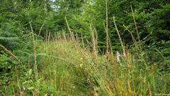 Forêt d'Arques (Digitales)