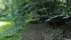 Forêt d'Arques (Sentier 1)