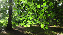 Forêt d'Arques (Branche)