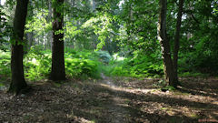Forêt d'Arques (Sentier 2)