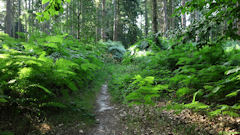 Forêt d'Arques (Sentier 3)
