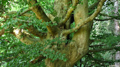 Forêt d'Arques (Charme)