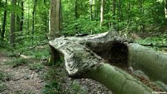 Forêt d'Arques (Hêtre)