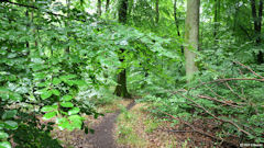 Forêt d'Arques (Sentier 1)