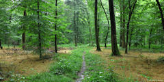 Forêt d'Arques (Sentier 2)