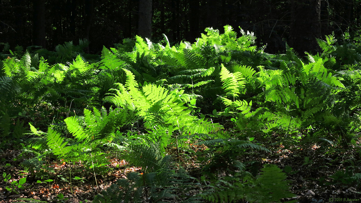 Forêt d'Arques (Fougères 1)